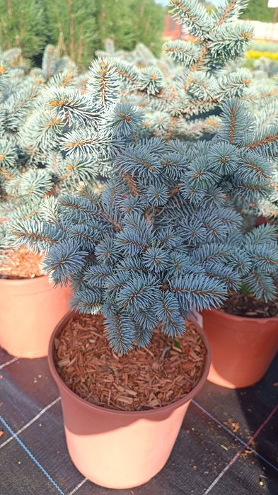 Ялина блакитна Біалобок