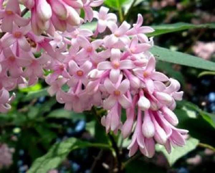 P11 Lilak pospolity Syringa vulgaris HURT DETAL