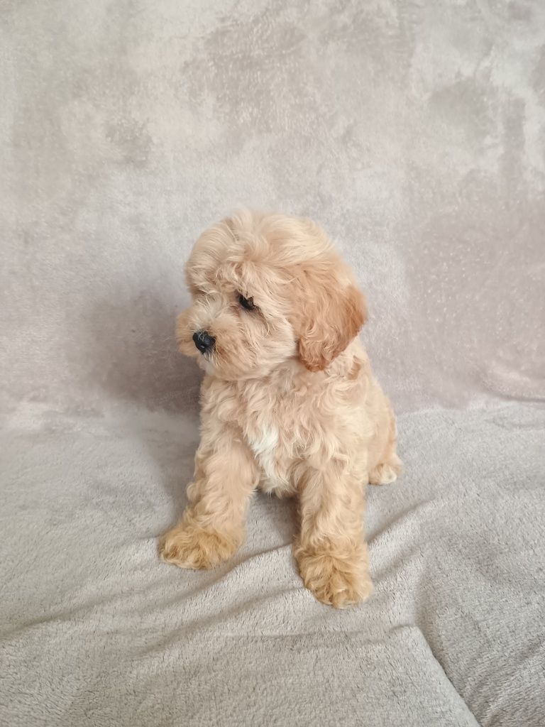 Piękna suczka Maltipoo