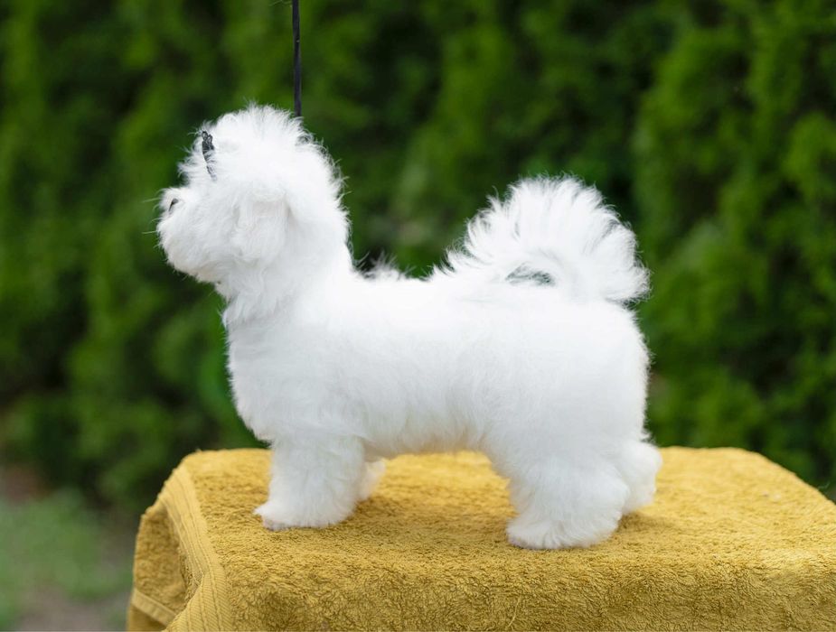 Maltańczyk FCI/ZKwP