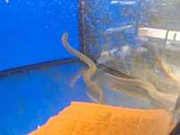 Peixe- corda \ Erpetoichthys calabaricus 20-25cm