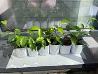 Fikus (Ficus) Benjamina — Daniel. Zestaw - 6 szt