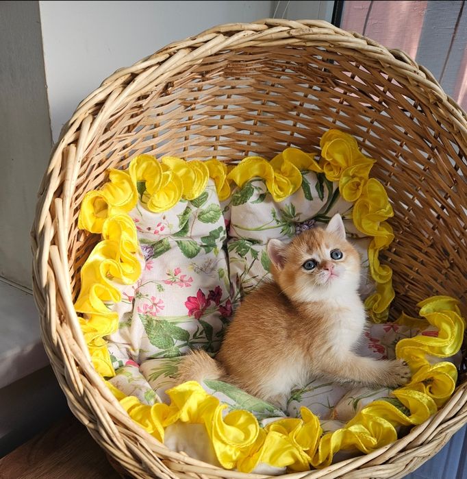 Золотая британская шиншилла кошечка кошка котята дівчинка