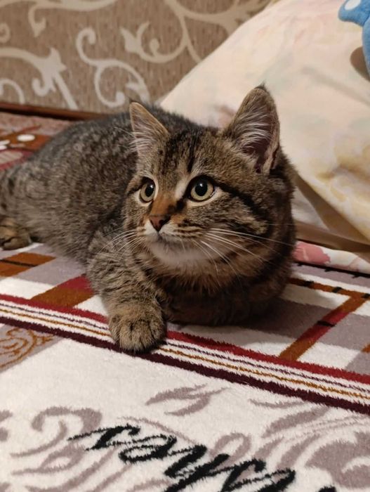 Натуральний полупухнастик окраса під шпроти шукає сім'ю