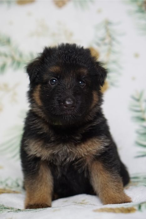 Owczarek niemiecki długowłosy szczeniak