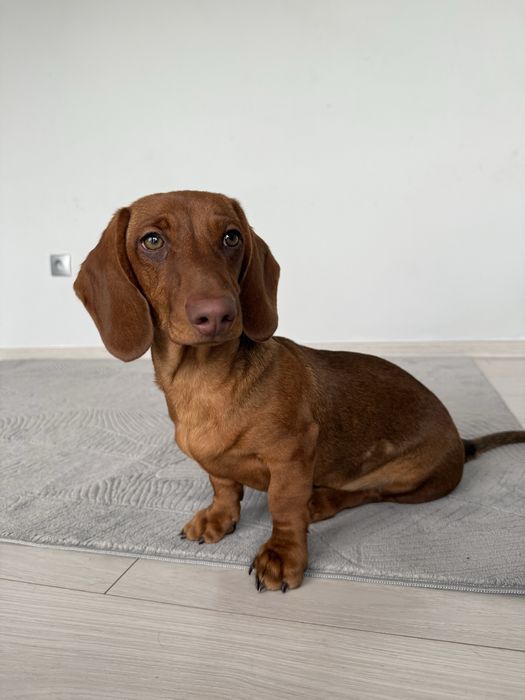 Jamnik - jamniczek -samiec