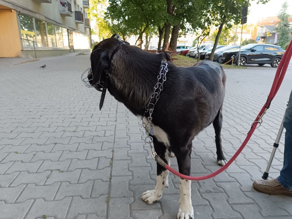 Owczarek środkowoazjatycki suczką