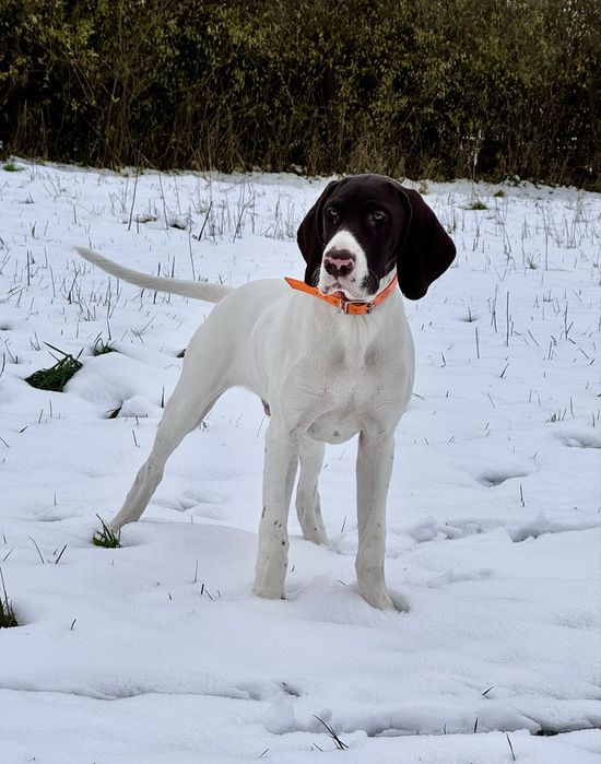 Szczeniak piesek wyżeł niemiecki krótkowłosy