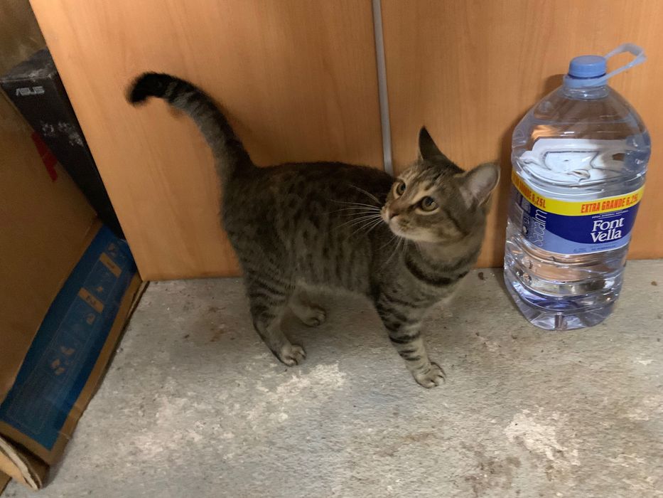 URGENTE Gata para adopção responsável