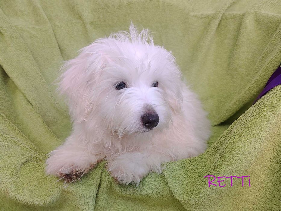 SAMIEC RETTI Coton De Tulear biały mały szczenię ZHPR UCI Kraków