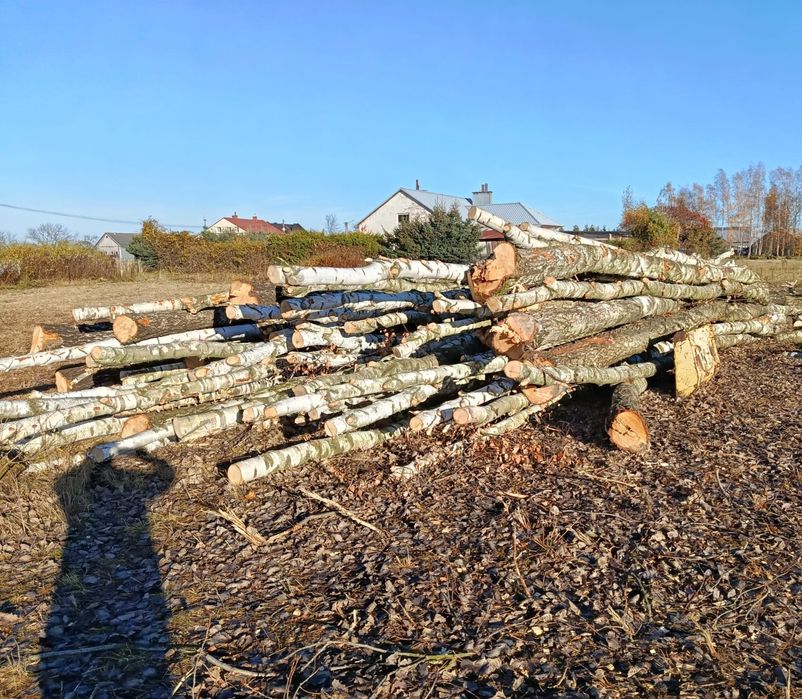 Drewno opałowe - BRZOZA - transport
