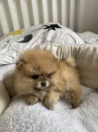 Pomeranian szpic miniaturowy cudna suczka