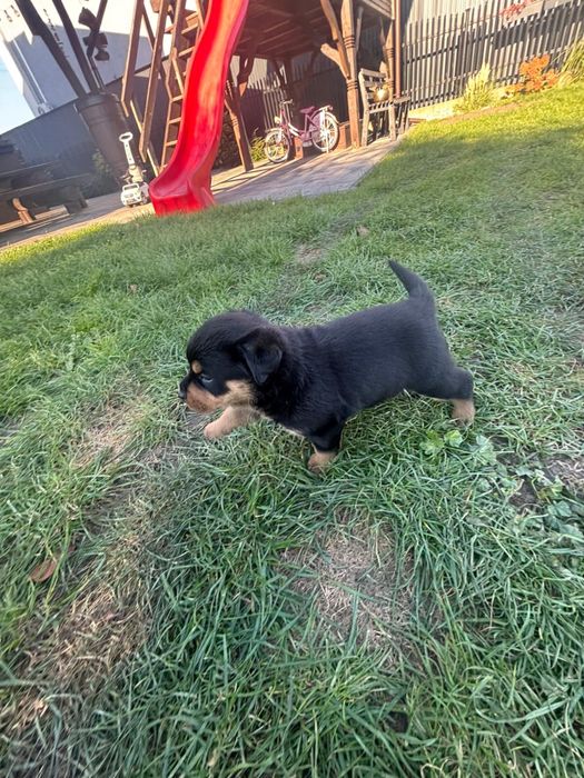 Szczenie rottwailer