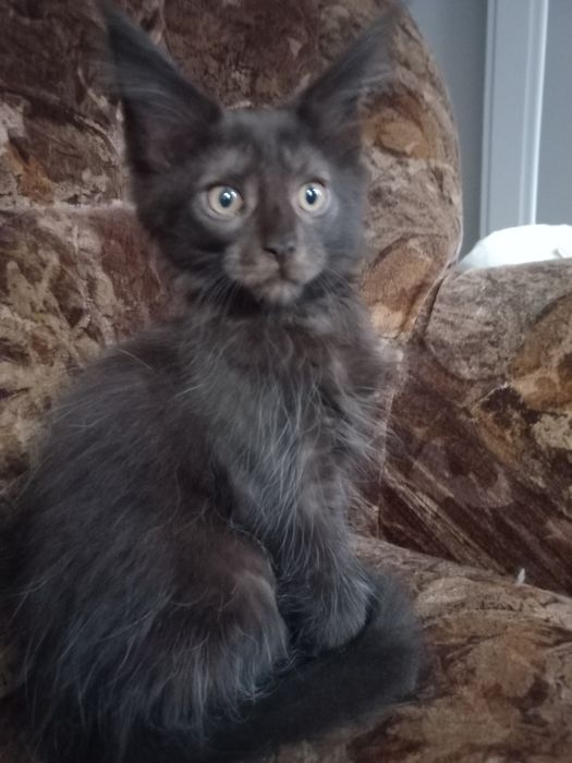 Czarny kocurek Maine Coon