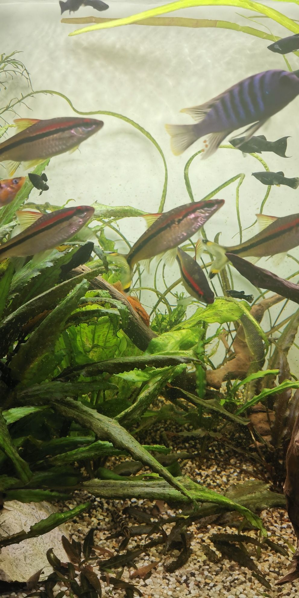 Brzanka denisona