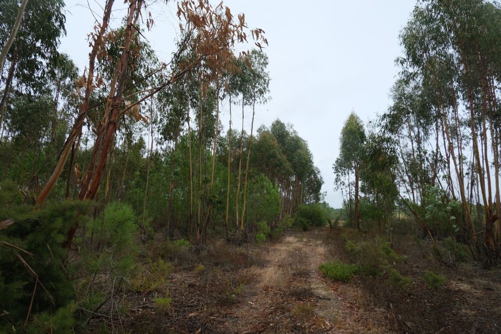 Terreno Rústico - Excelente oportunidade de negócio