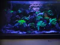Akwarium morskie 54l
