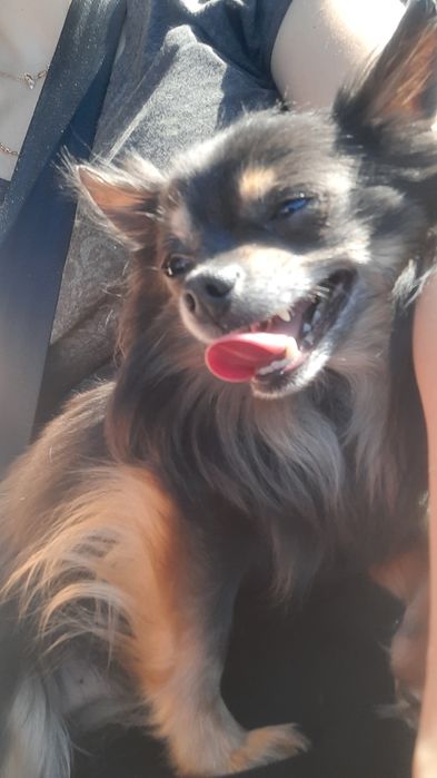 В'язка чихуахуа хлопчик