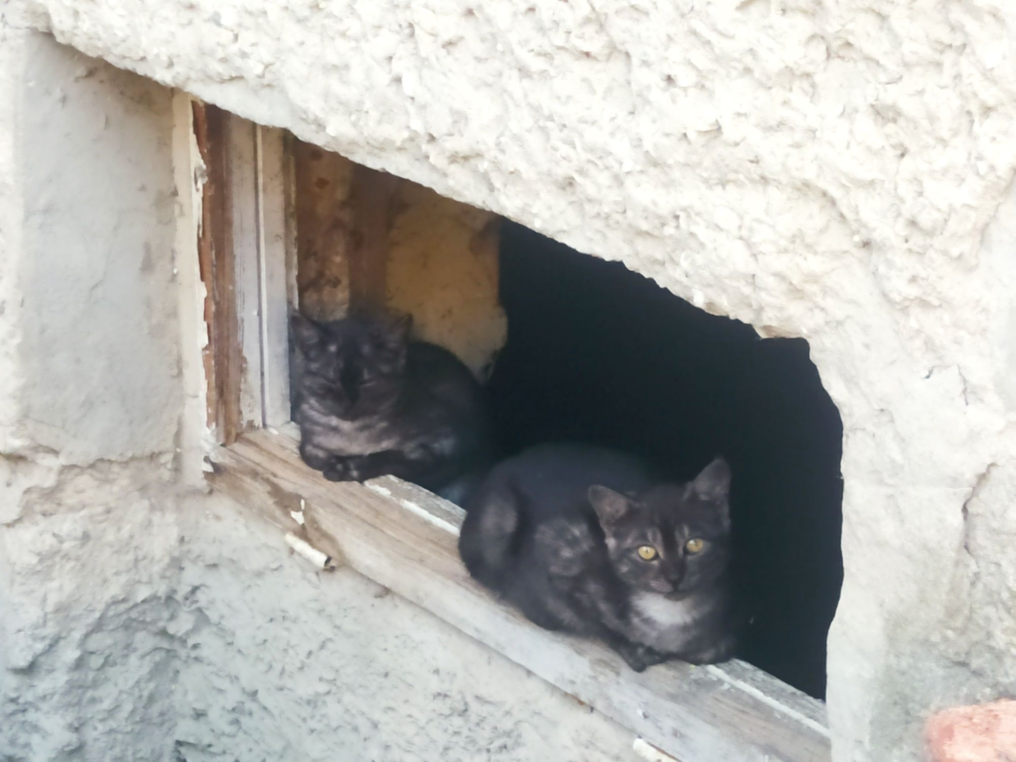 Віддам кошенят в добрі руки