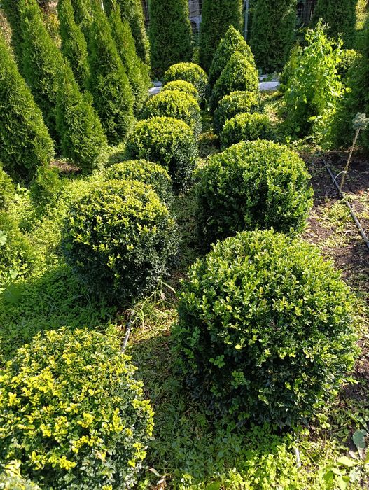 Самшит ШАР 50×50