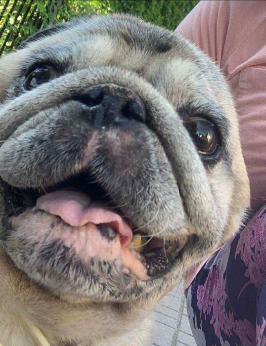 Staruszek mops czeka na dobrego człowieka