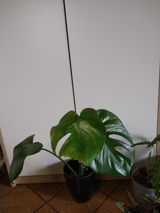 Monstera Deliciosa zestaw I. D.