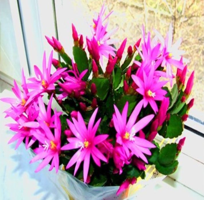 Різдвяник, пасхальник