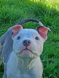 Suczka american Bully pocket