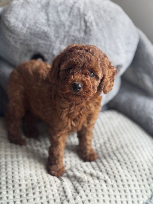 Pudel Toy Red - piesek ;)