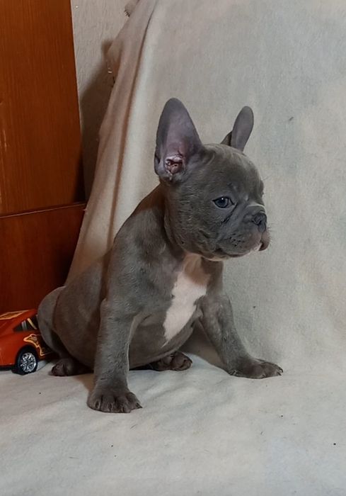 Хлопчик французького бульдога