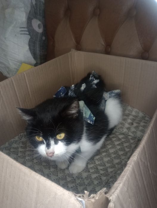 Филис 7 месяцев стерилизованная