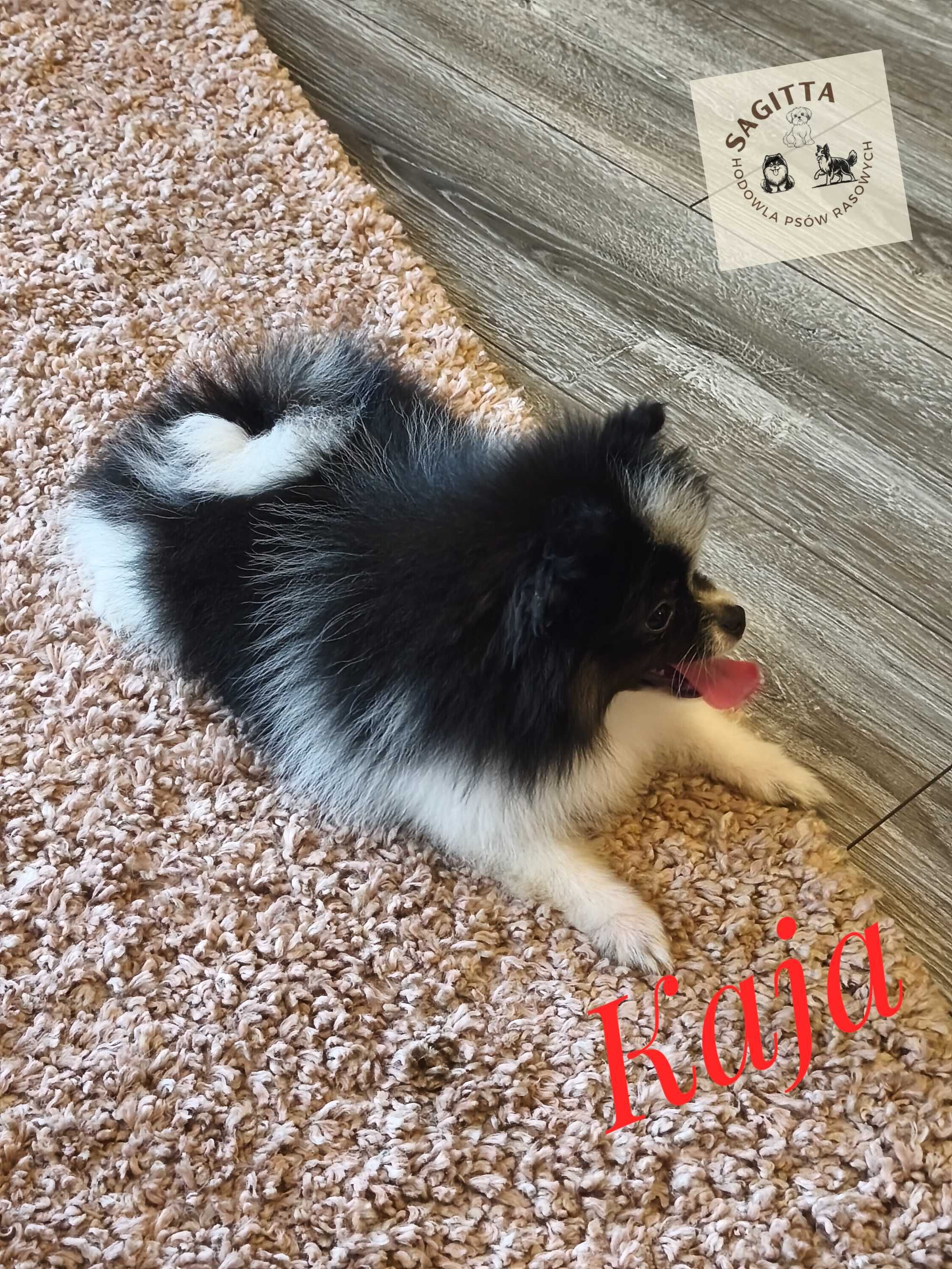 Szpic miniaturowy - pomeranian - Kaja ślicznotka
