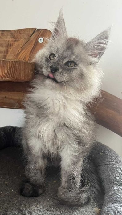 Kocurek Maine Coon niebieski dymny as kocur