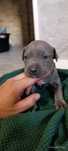 American Staffordshiere Terrier
