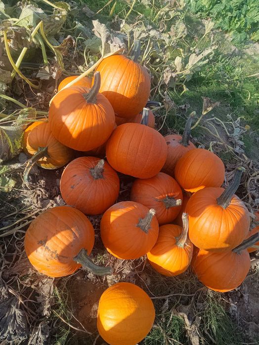 Dynia halloween  -