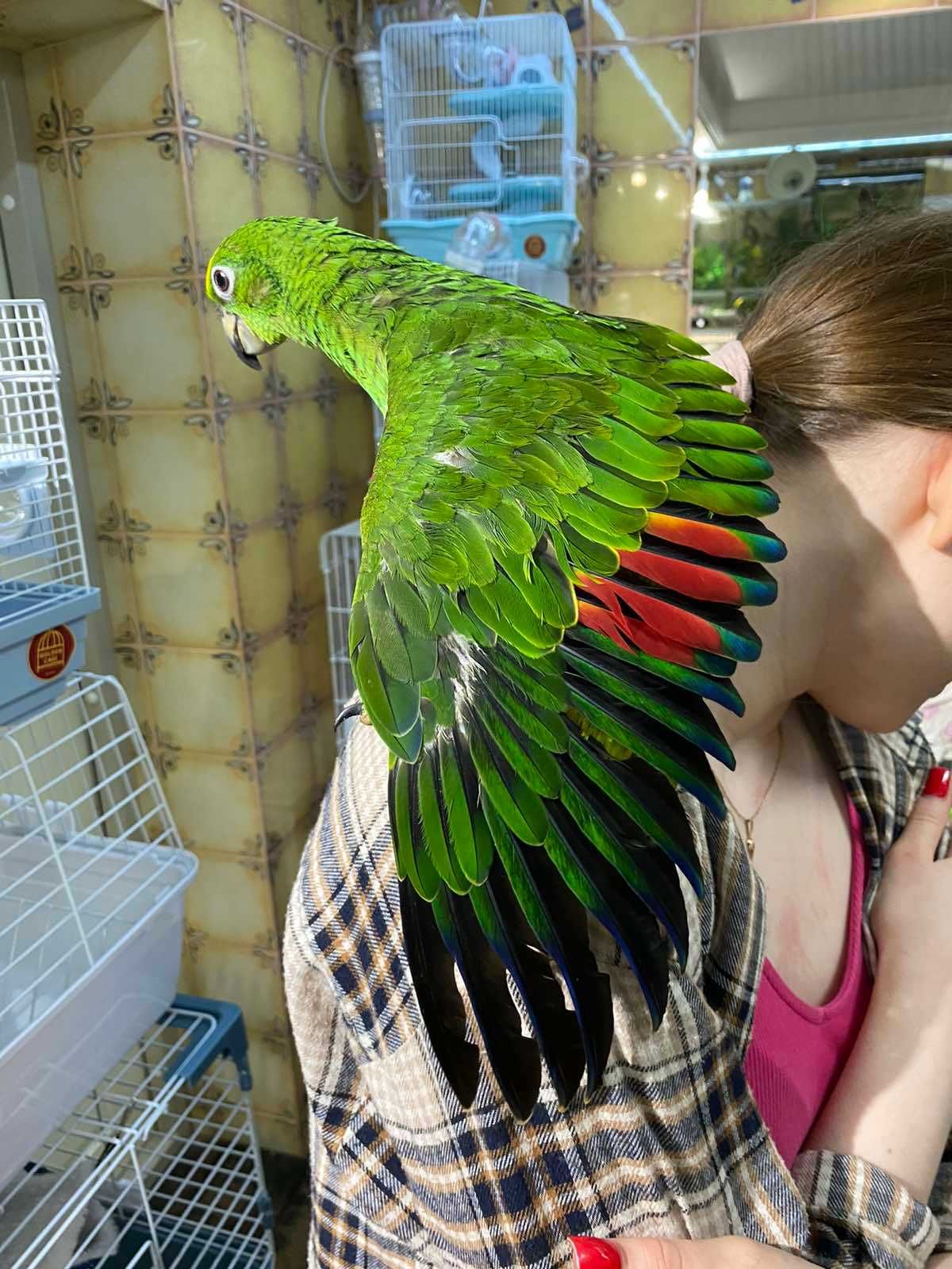 Жовтолобий Амазон, папуга Амазон пташня ручне