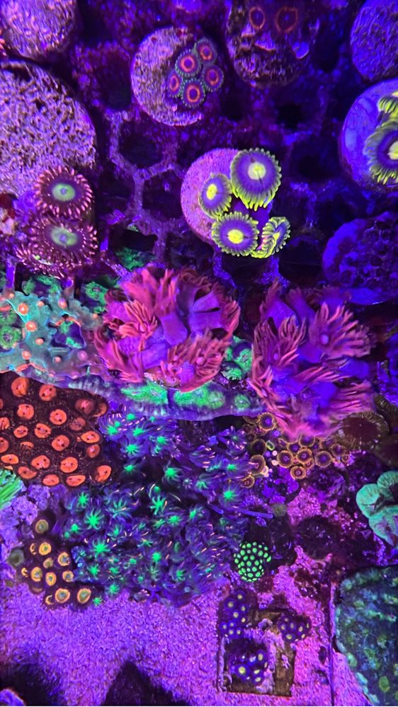 Corais / Frags para aquario de agua salgada