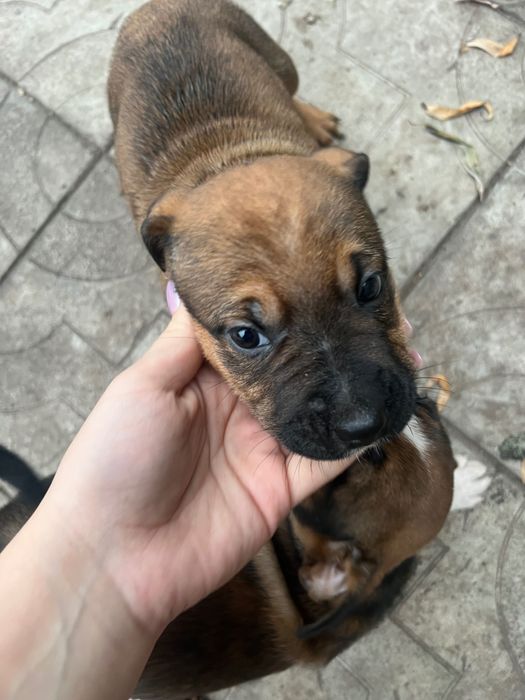 Отдам щенят в добрые руки