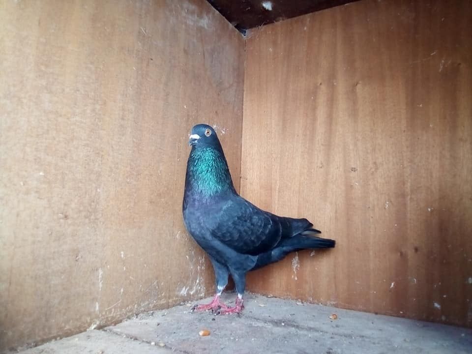 Pombo correio Colares