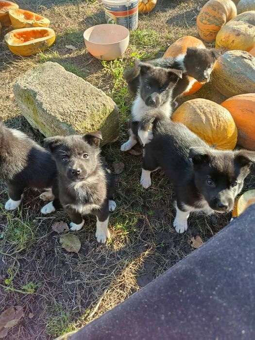 Щенки РЕЛ лайки .