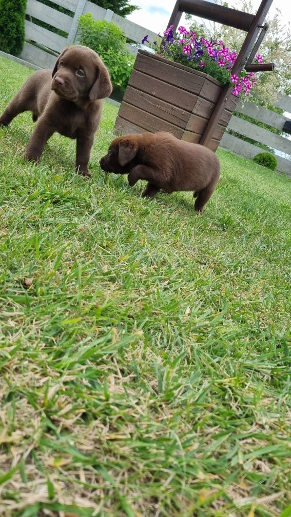 Labrador retriever pies