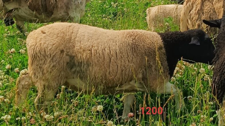 Baraneki Dorper 100% rodzice  wpisani do ksiąg hodowlanych