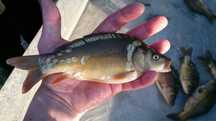 Kroczek karpia 250 g/szt. / narybek