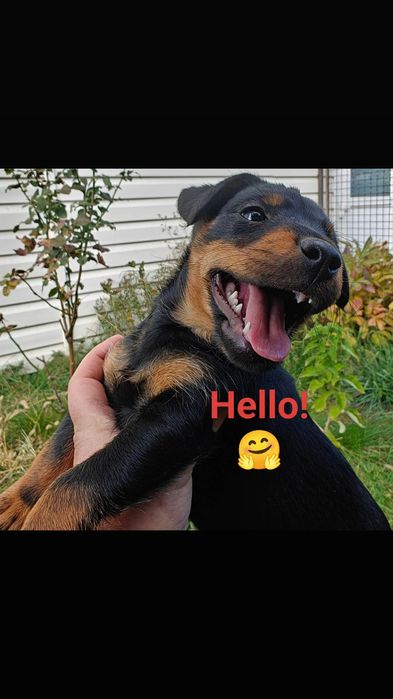 Ягдтер'єр цуценята