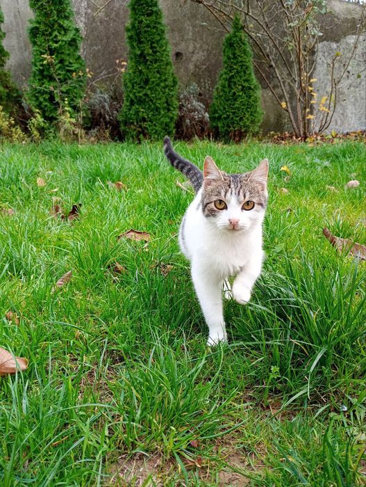 Кошечки в добрые руки