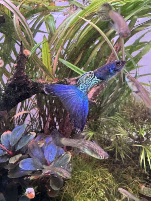 Casal de Guppy Blue Metal Snakeskin