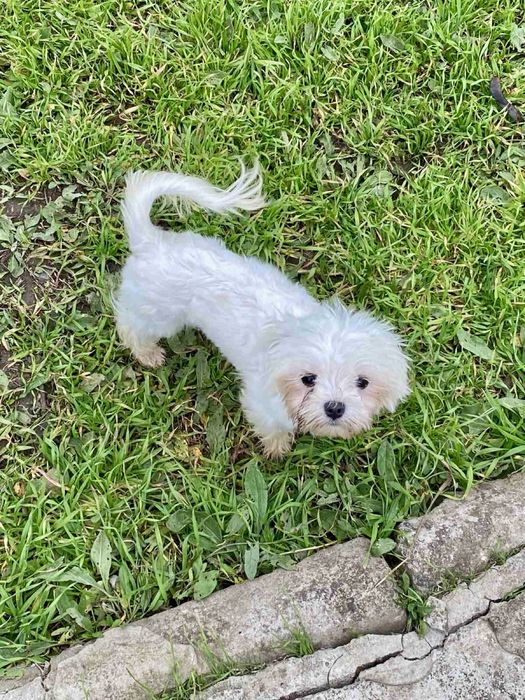 Мини Мальтезе от элитных родителей!