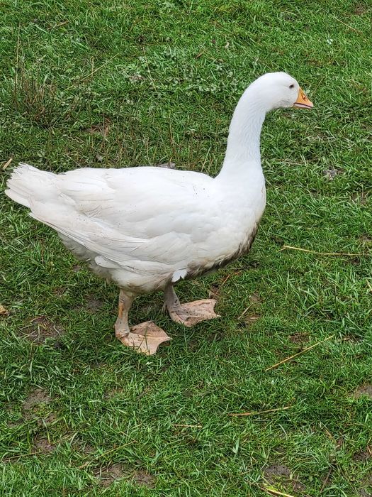 Gęsie jaja z domowej hodowli