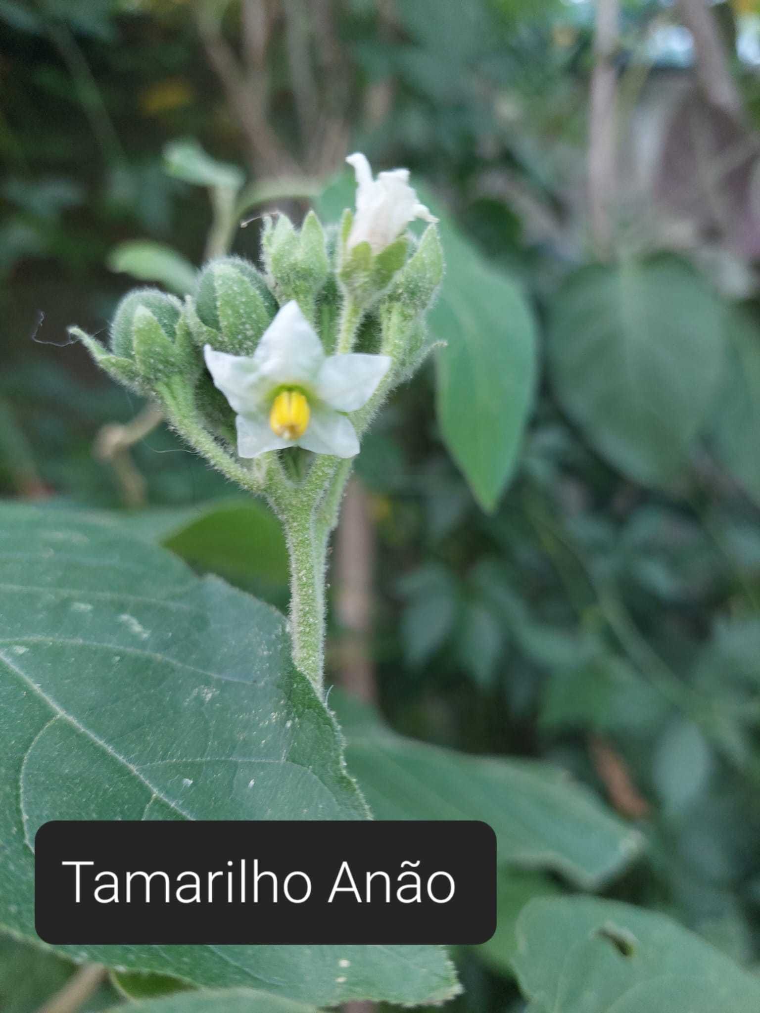 Tamarilho Anão - Solanum Abutiloides