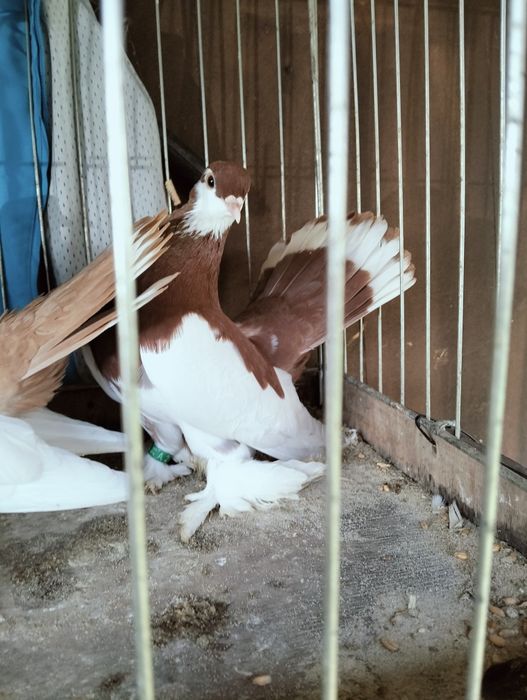 Sprzedam wolzanskie samce i samice 2025